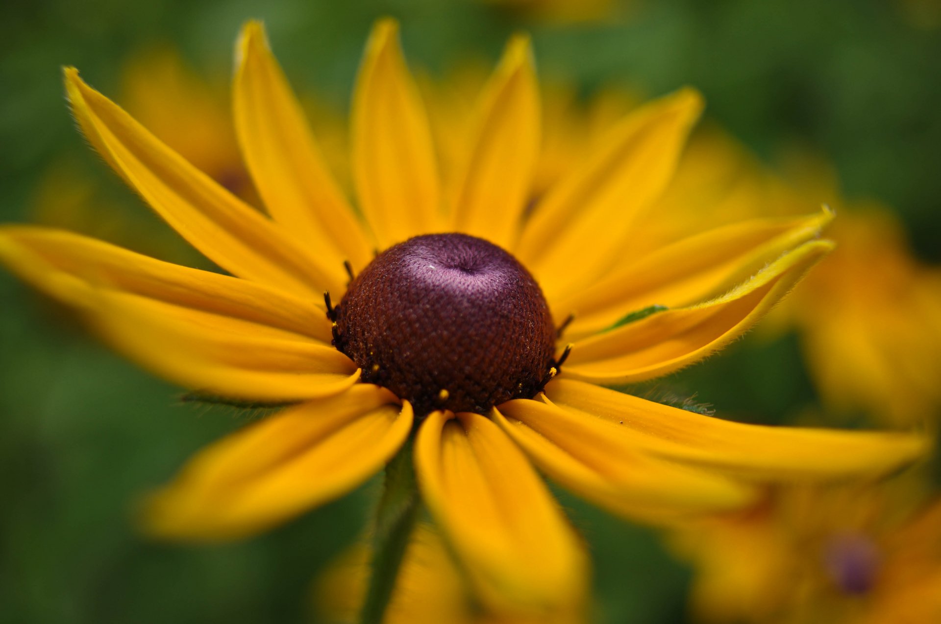 Download Nature Close-up 4k Ultra HD Wallpaper