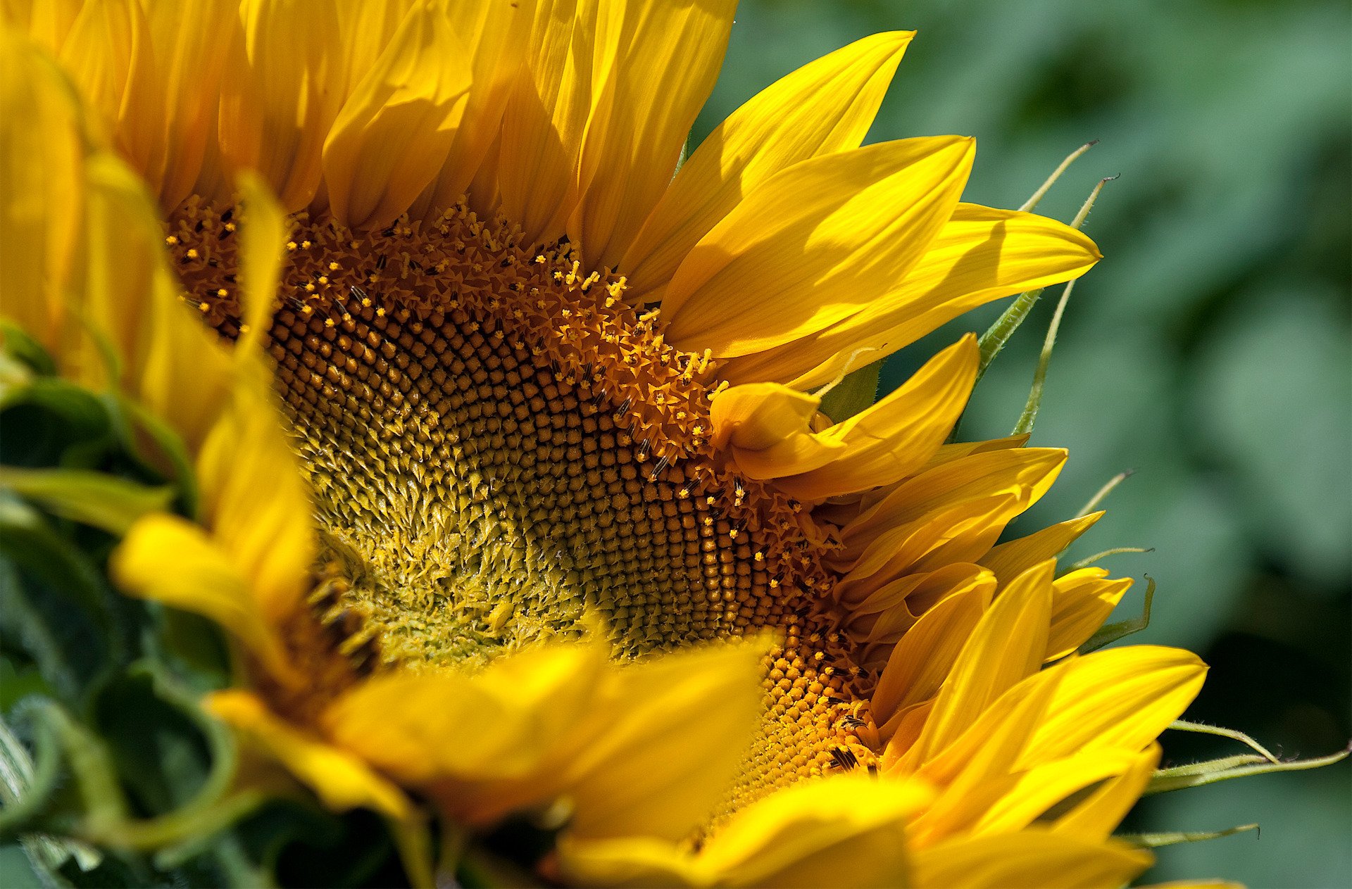 Download Nature Sunflower HD Wallpaper