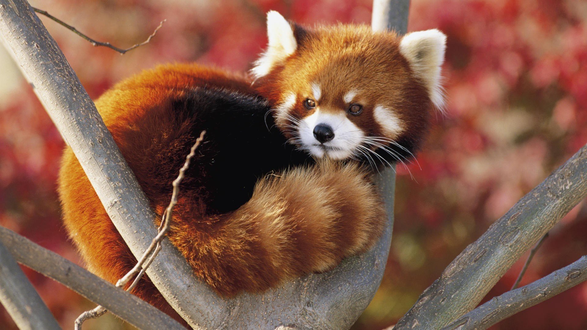 HD desktop wallpaper featuring a red panda curled up on tree branches with a blurred red and orange autumn background.