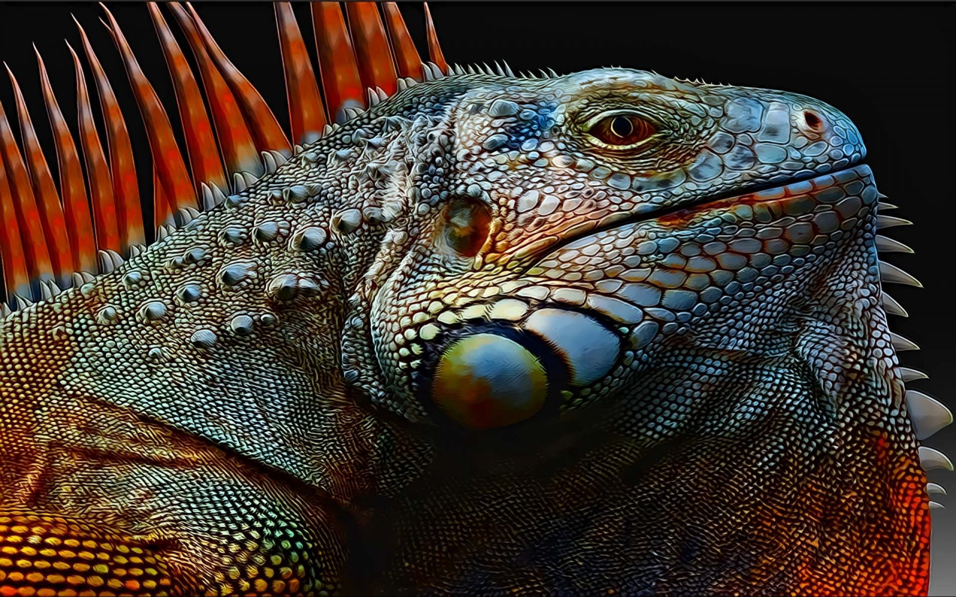 Lizard Full HD Wallpaper and Background | 2560x1600 | ID