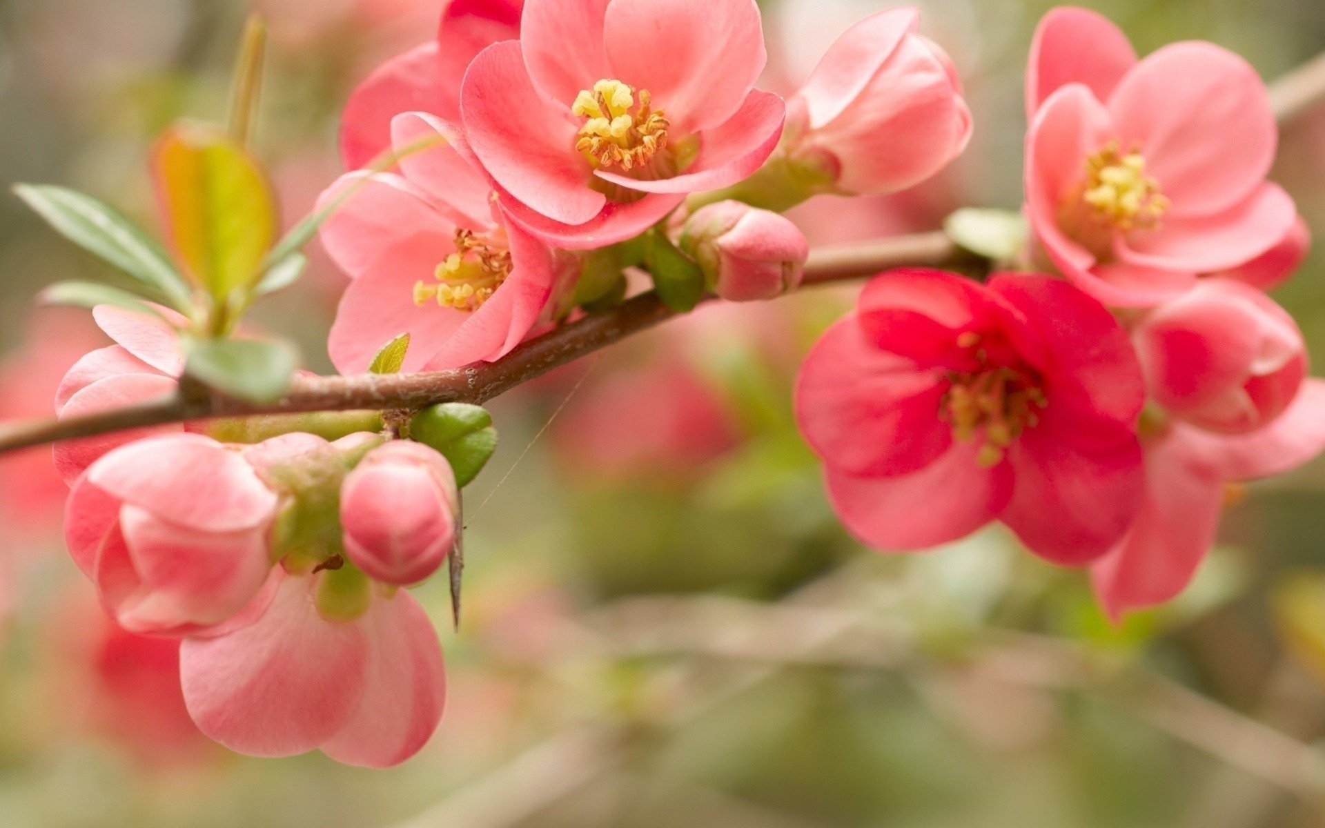 A close-up view of delicate pink blossoms on a branch, showcasing nature's beauty. This HD wallpaper adds a serene touch to any desktop background.