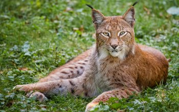 21 Bobcat HD Wallpapers | Background Images - Wallpaper Abyss