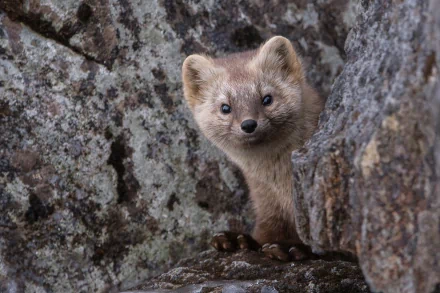HD desktop wallpaper featuring a curious weasel peeking out from rocky terrain, showcasing the animal’s alert expression and natural habitat.
