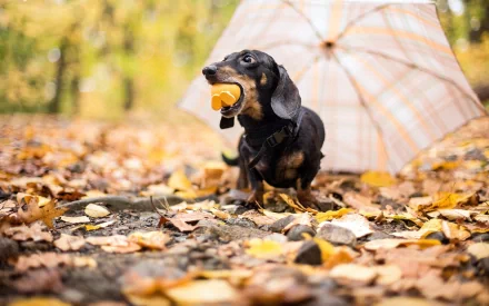 Animal dachshund HD Desktop Wallpaper | Background Image