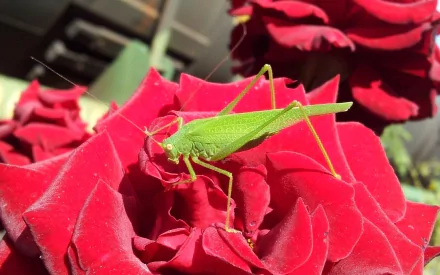 HD PC desktop wallpaper: close-up of a bright green grasshopper (animal) perched on vivid red rose petals.
