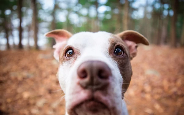 Close-up HD desktop wallpaper of a curious pit bull with a blurred forest background, showcasing the dog's expressive eyes and face.