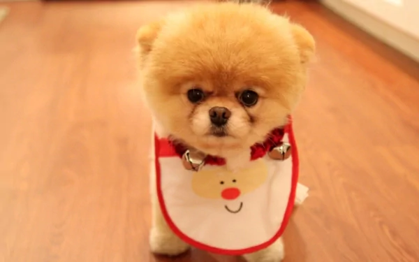 HD desktop wallpaper featuring an adorable Pomeranian wearing a festive bib with a reindeer design, standing on a wooden floor.