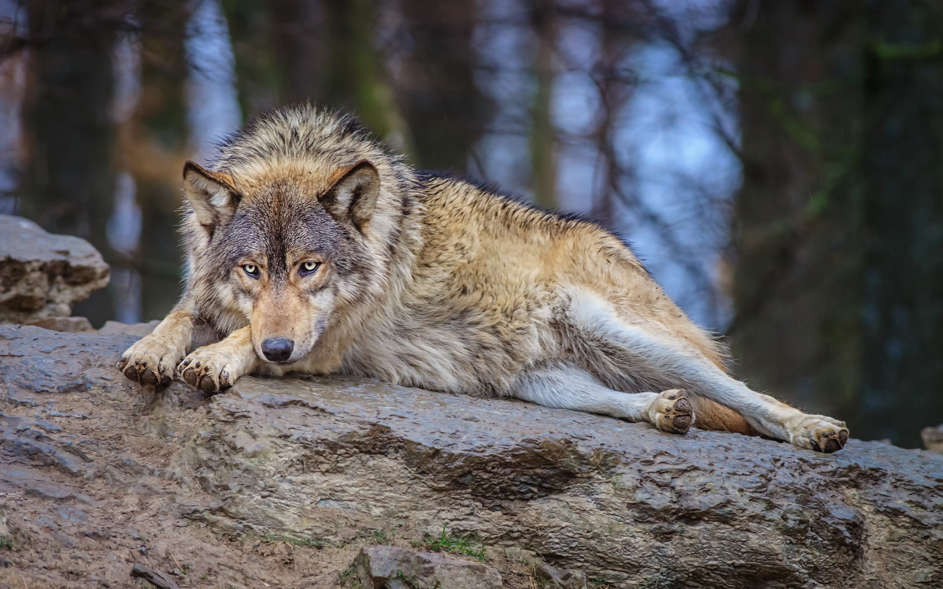 Wolf Hd Wallpaper Background Image 19x10