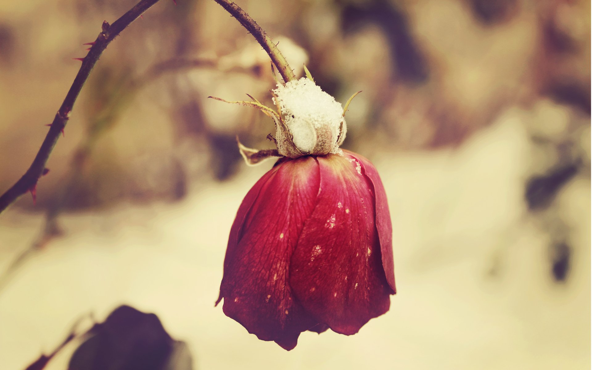 A close-up of a drooping red rose with a soft focus background, embodying the beauty of nature. This HD image serves as a captivating desktop wallpaper.