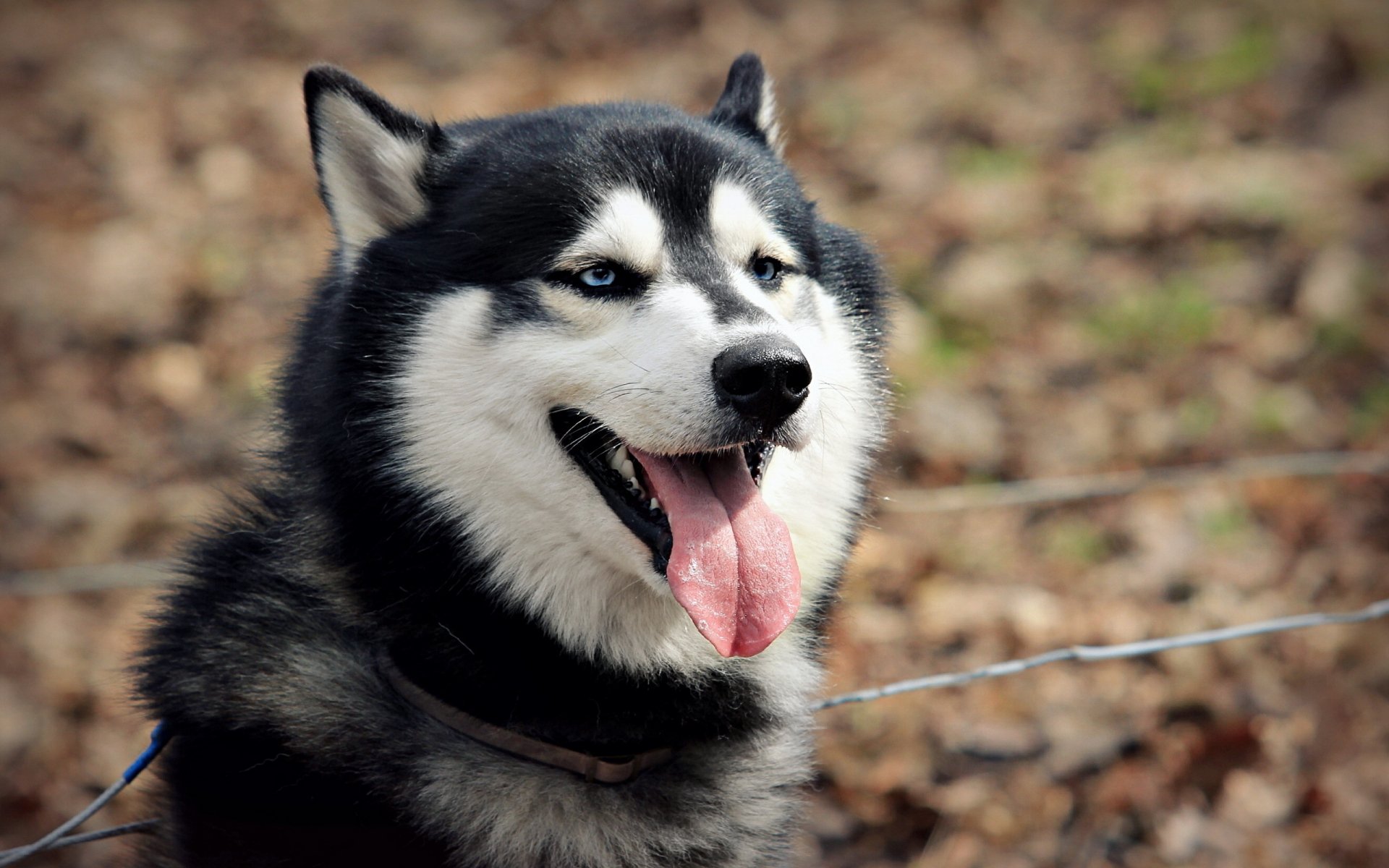 A beautiful husky dog with striking blue eyes and a joyful expression, surrounded by fallen leaves, makes for an engaging HD desktop wallpaper and background.