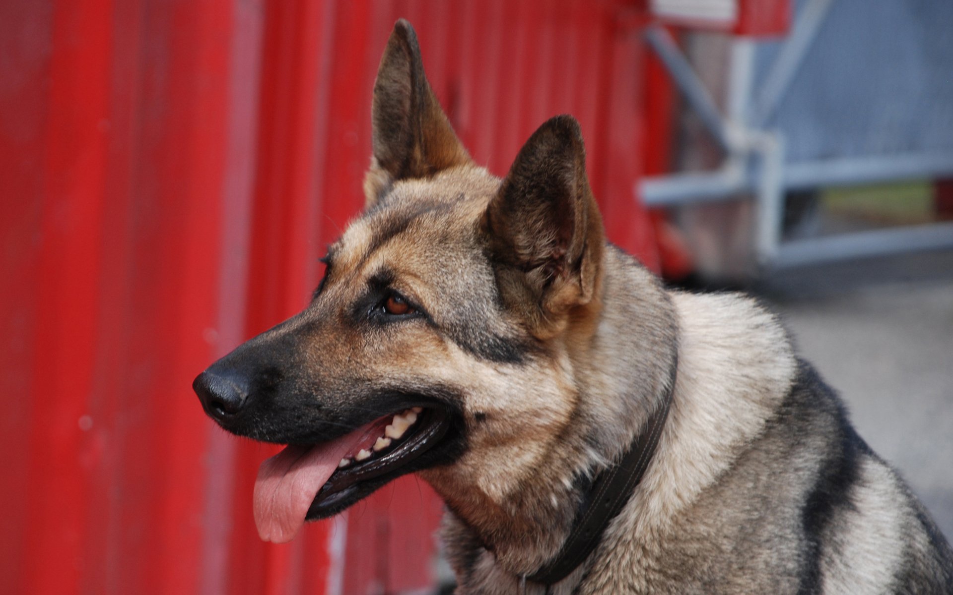 animal alley german shepherd
