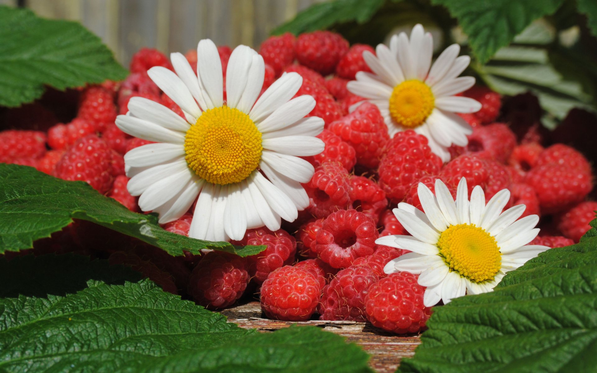2K Quad HD PC desktop wallpaper: close-up of fresh raspberries (food) nestled among green leaves, accented by white daisy flowers.