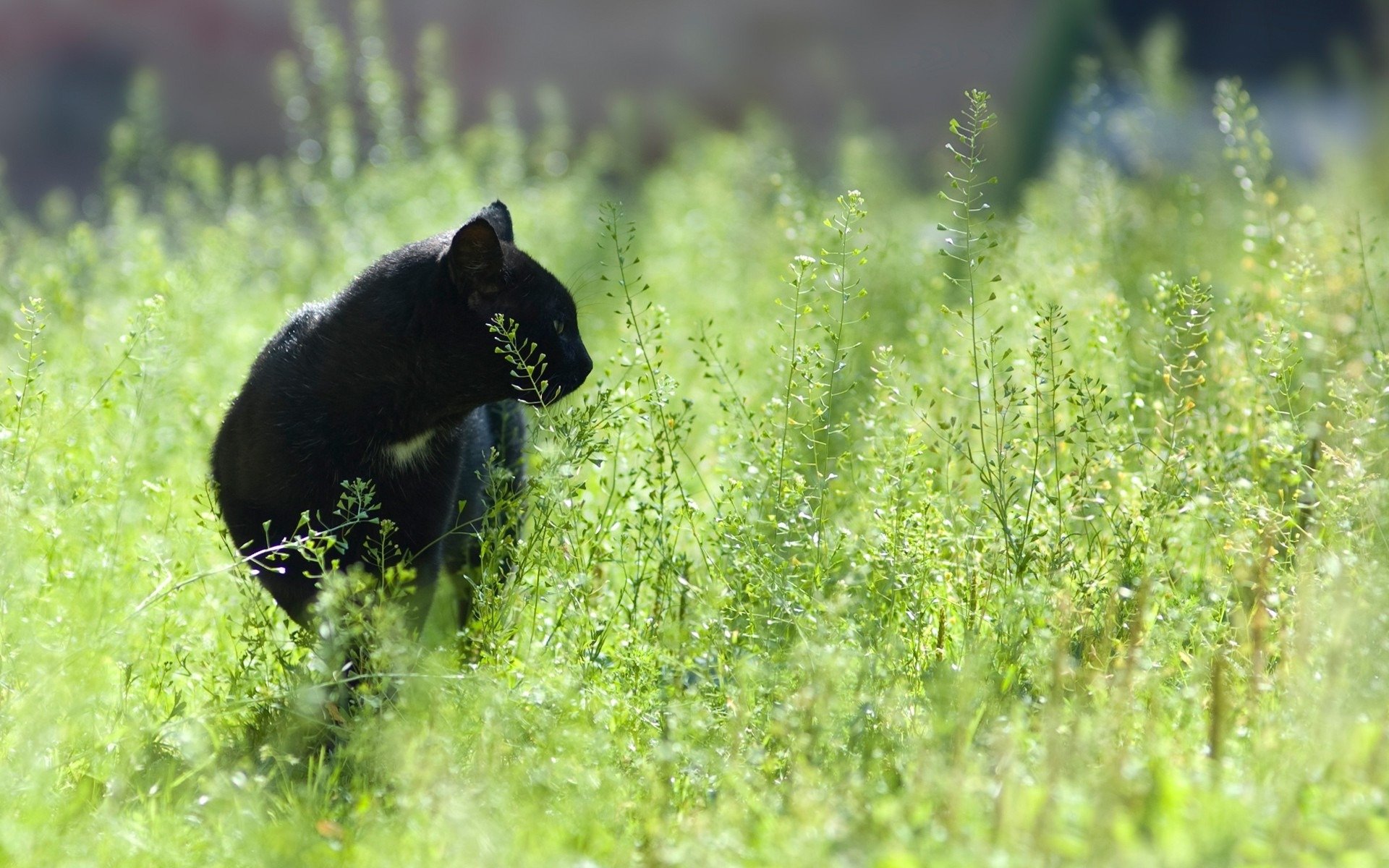 HD PC desktop wallpaper featuring a black cat sitting quietly in tall green grass with a blurred natural background.