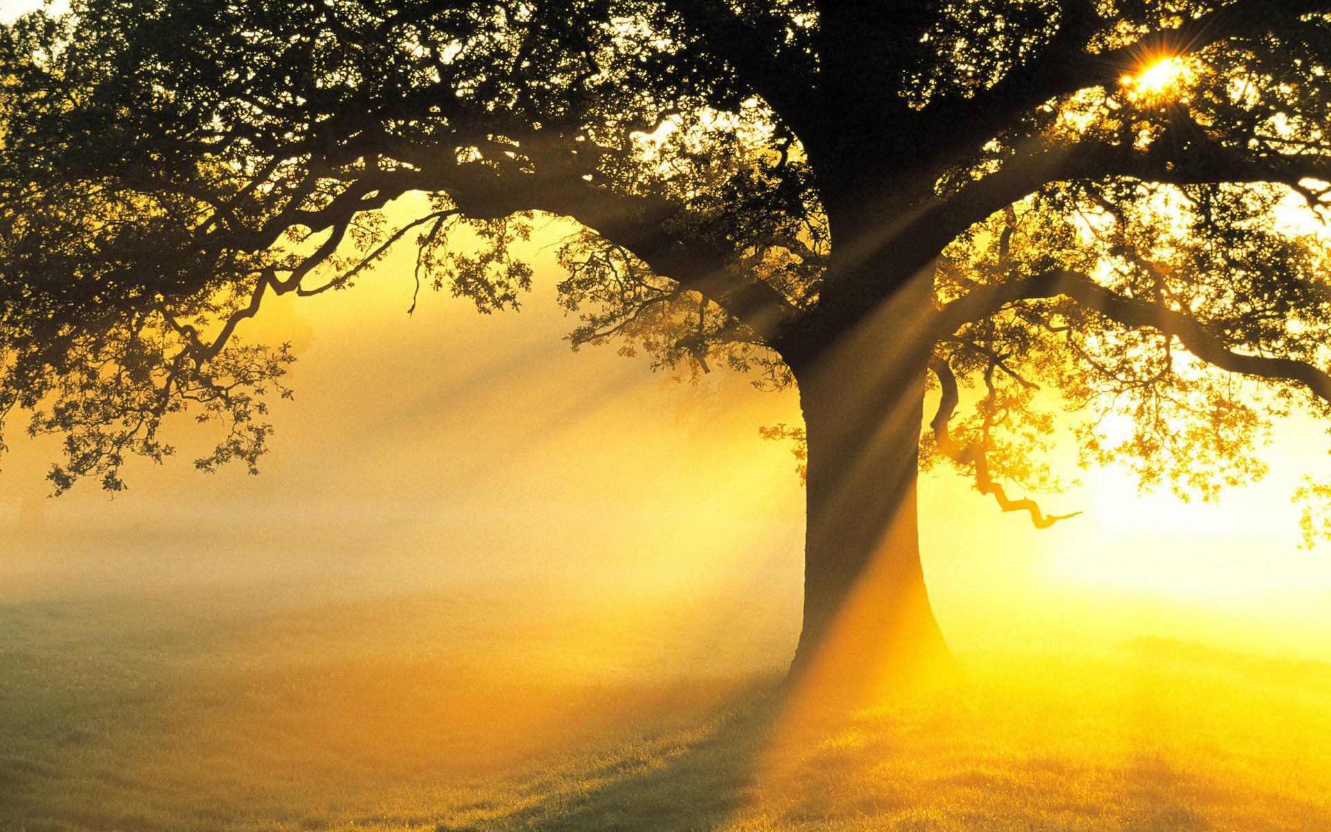HD PC desktop wallpaper: majestic tree in a misty golden field at sunrise, sun rays filtering through branches — nature background