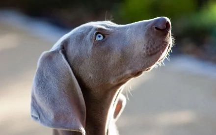 HD PC desktop wallpaper and background: silver Weimaraner dog (animal) close-up, pale blue eyes gazing upward against a soft, sunlit bokeh backdrop.