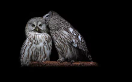 HD desktop wallpaper featuring two detailed owls perched closely together against a black background, highlighting their textured feathers and expressive faces.