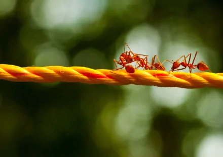 HD desktop wallpaper showing a close-up of ants walking on a twisted yellow rope against a blurred green background.