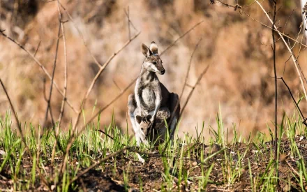 HD PC desktop wallpaper featuring a kangaroo standing in green grass with a blurred natural background.