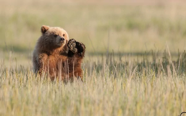 HD PC desktop wallpaper of a bear sitting in tall grass, raising one paw with a blurred natural background.