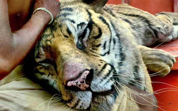 Close-up of a tiger resting peacefully against a person, capturing the human-animal bond and evoking themes from the movie Life of Pi in this HD wildlife desktop wallpaper.