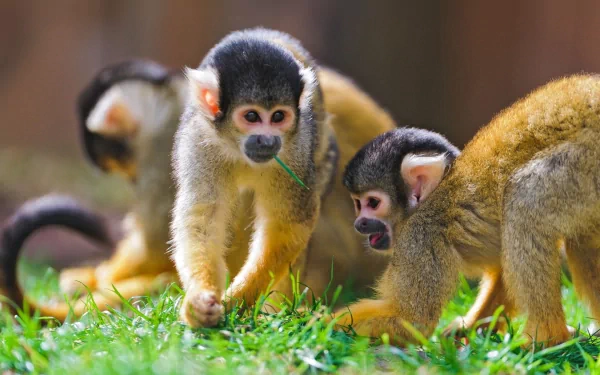 A vibrant HD wallpaper featuring three playful monkeys interacting on lush green grass, showcasing their curious expressions and lively nature. A charming animal background for any space.