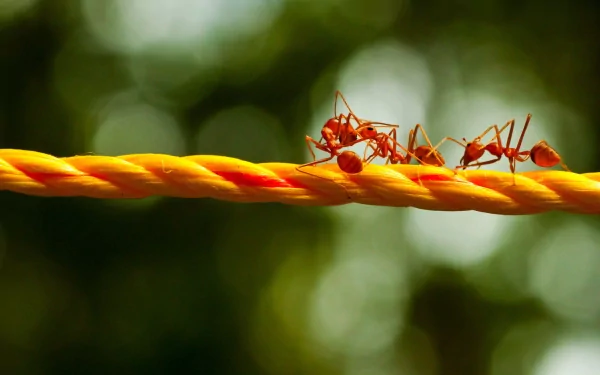 Animal ant HD Desktop Wallpaper | Background Image