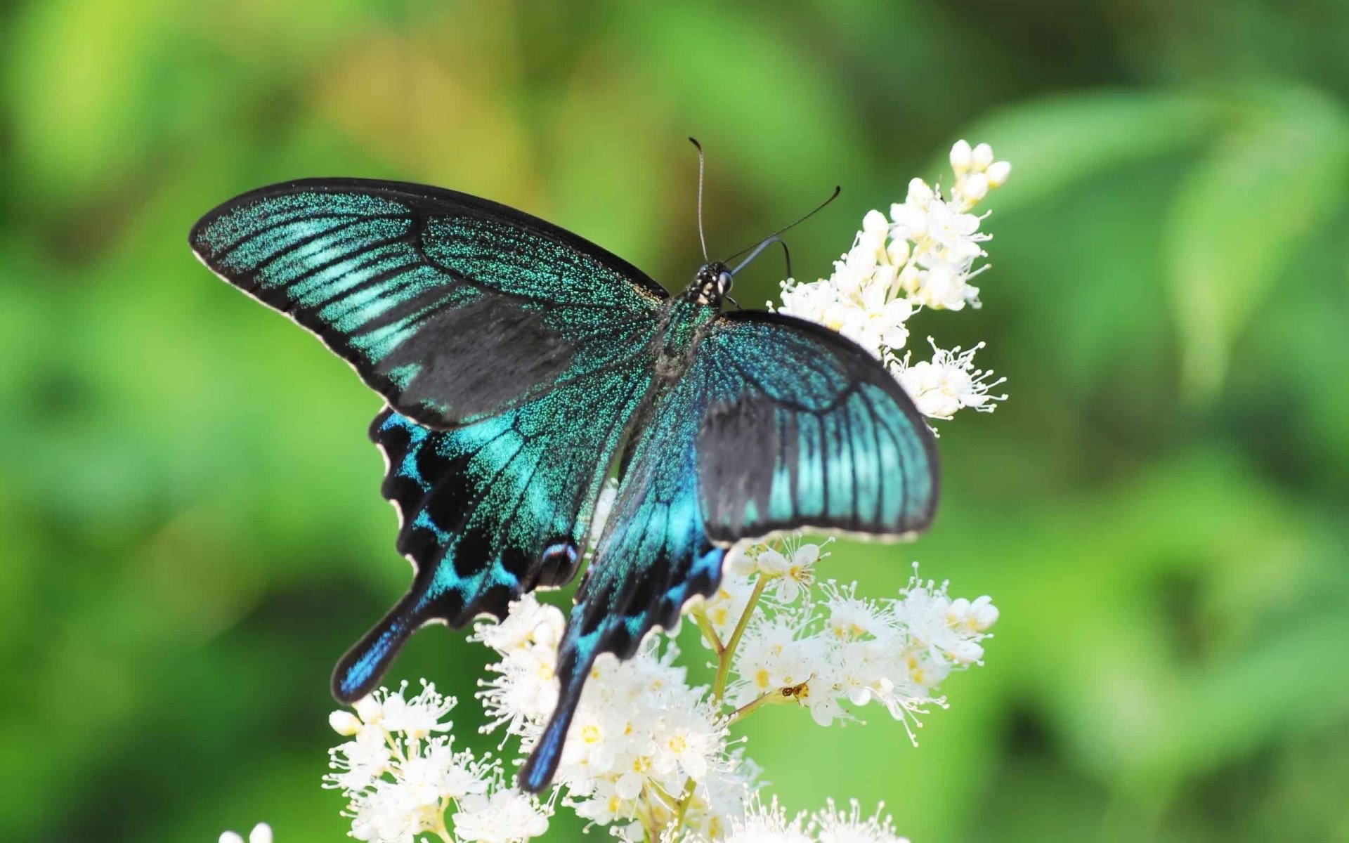 A vibrant teal butterfly perched on delicate white flowers, set against a lush green background, serving as a stunning HD desktop wallpaper and background.