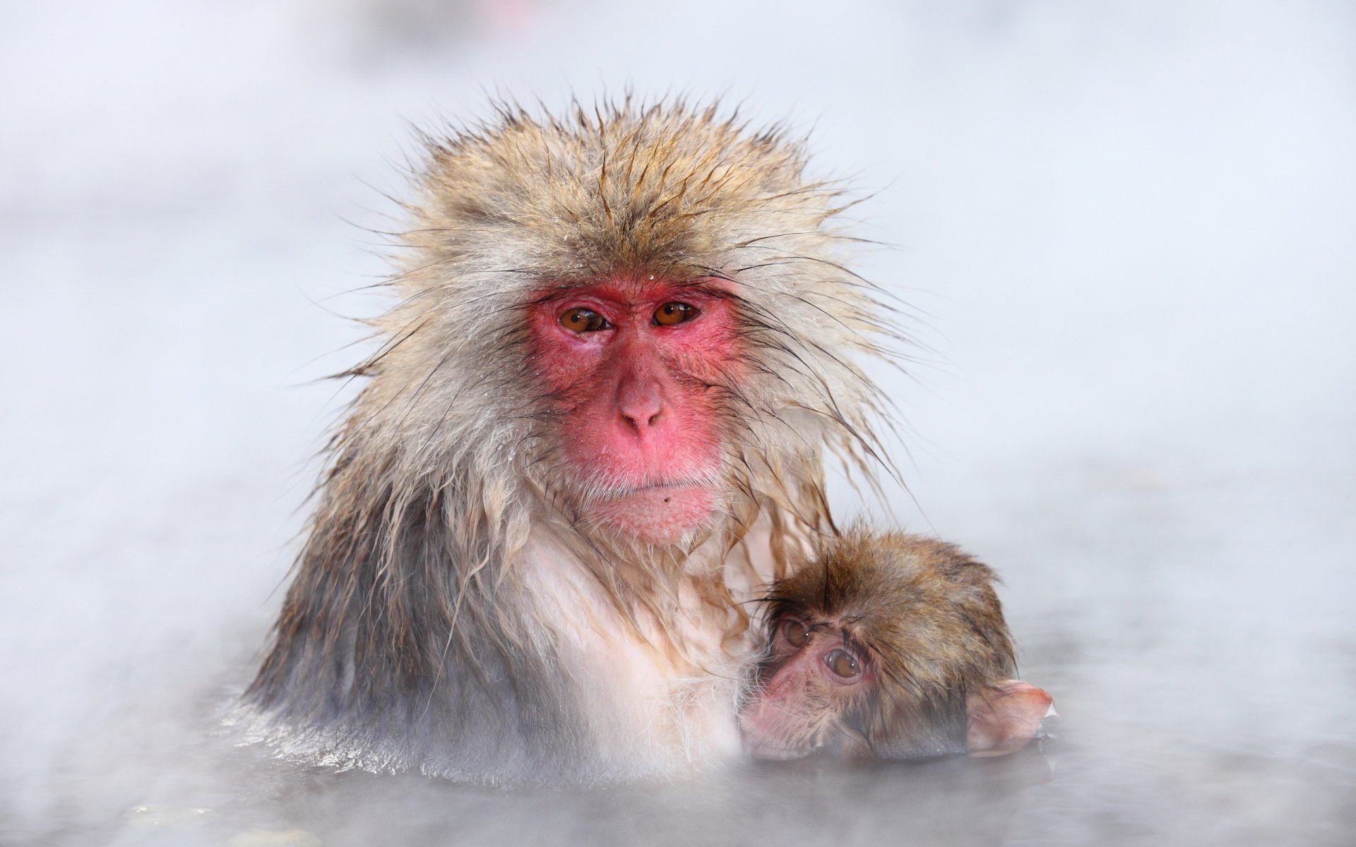 Japanese macaque (snow monkey) with a juvenile in a steaming hot spring, misty winter scene — 2K Quad HD PC desktop wallpaper/background.