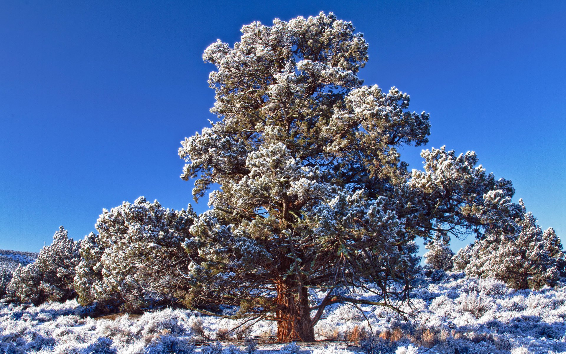 HD PC desktop wallpaper showcasing a snow-covered tree in a clear winter landscape under a vibrant blue sky.