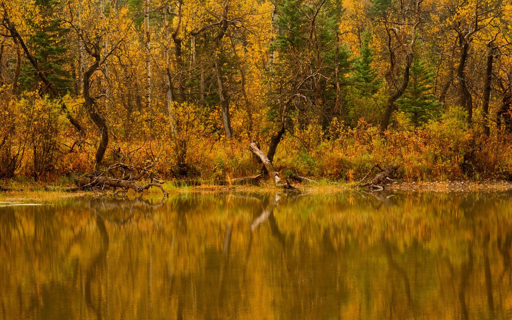 HD PC desktop wallpaper featuring a serene fall scene with golden trees reflecting on a calm lake, showcasing the beauty of nature in autumn.