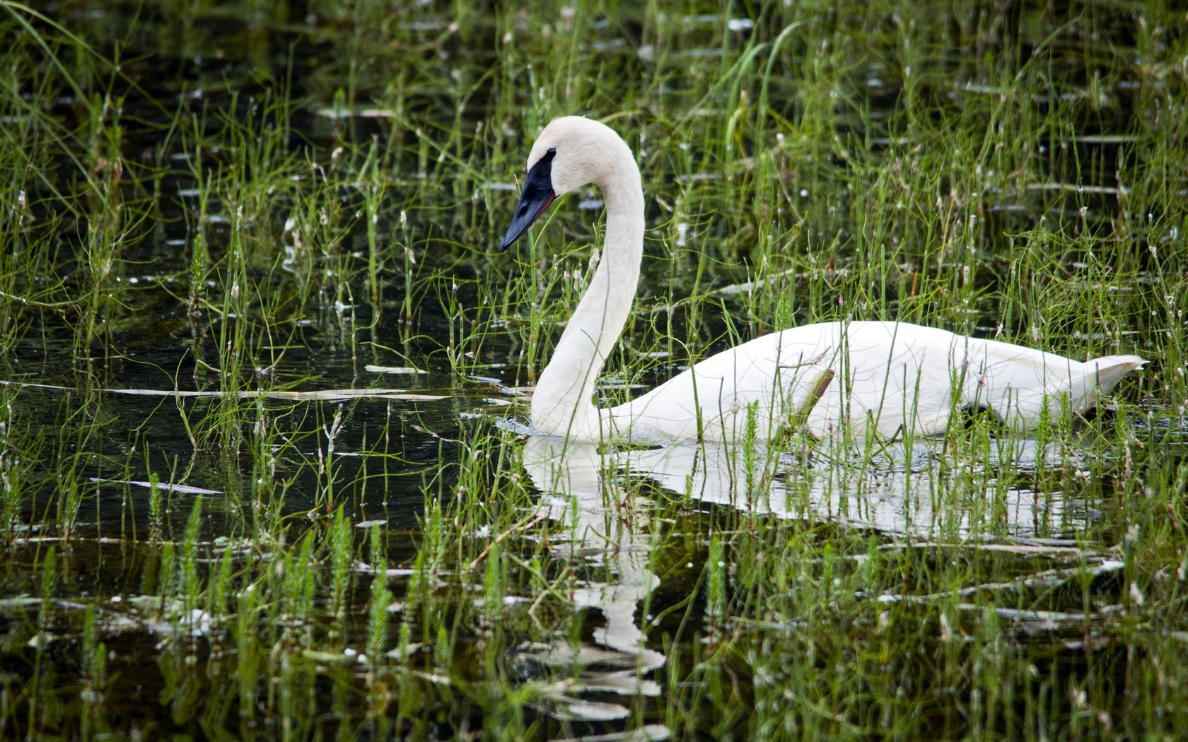 HD desktop wallpaper featuring a trumpeter swan gracefully floating among green aquatic plants in calm water.