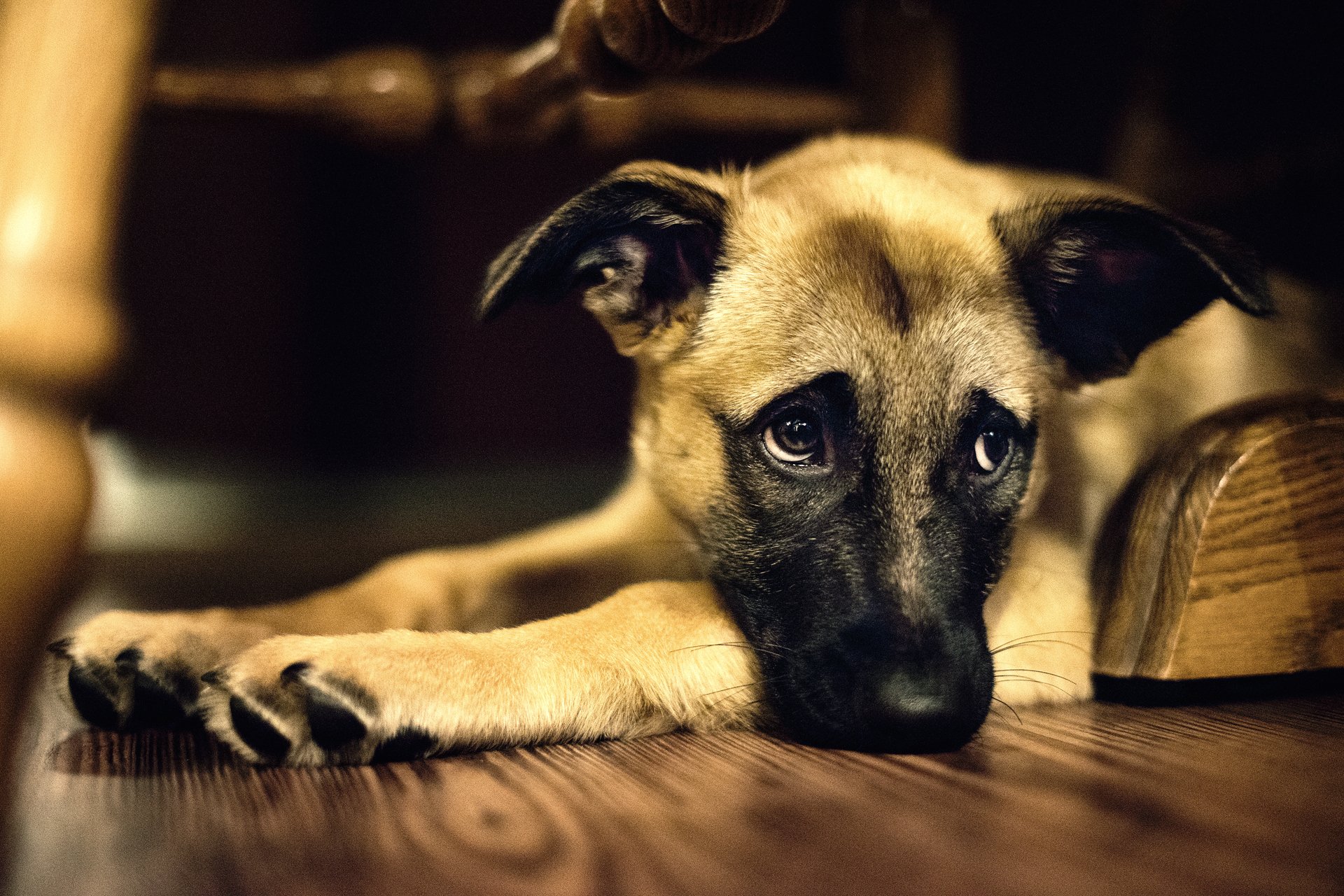 A close-up of a dog resting on a wooden floor, with a soulful expression and folded paws. This image serves as a beautiful HD desktop wallpaper background.