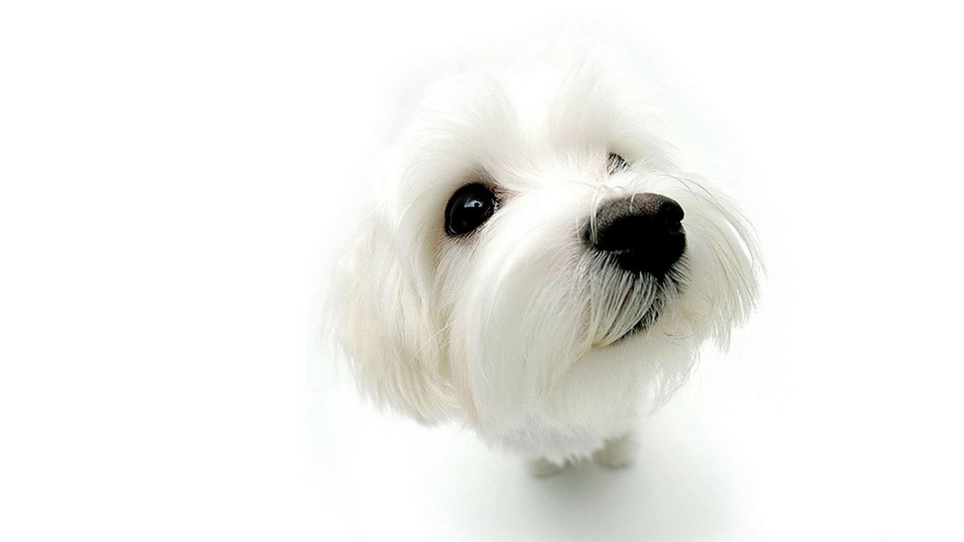 HD PC desktop wallpaper and background: close-up of a white fluffy dog (animal) with dark eyes and a black nose against a clean white backdrop.