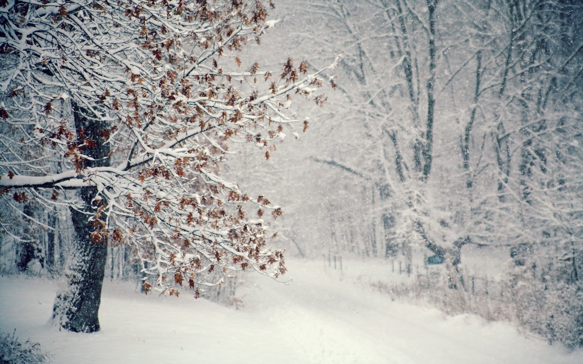 Download Nature Winter HD Wallpaper