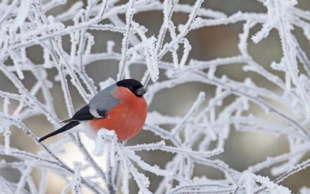 winter bullfinch Animal bird HD Desktop Wallpaper | Background Image