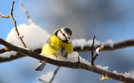 HD desktop wallpaper featuring a blue tit bird, a small colorful titmouse, perched on a snow-covered branch against a soft, blurred background.