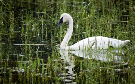 HD desktop wallpaper featuring a trumpeter swan gracefully floating among green aquatic plants in calm water.