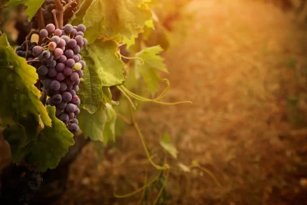 HD desktop wallpaper featuring a close-up of a grapevine with clusters of ripe purple grapes and lush leaves, bathed in warm sunlight.