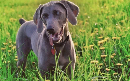 HD desktop wallpaper featuring a Weimaraner dog standing in a sunlit green field with small yellow flowers.