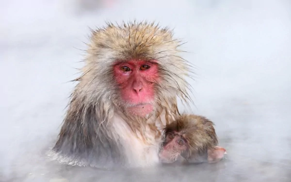 Japanese macaque (snow monkey) with a juvenile in a steaming hot spring, misty winter scene — 2K Quad HD PC desktop wallpaper/background.