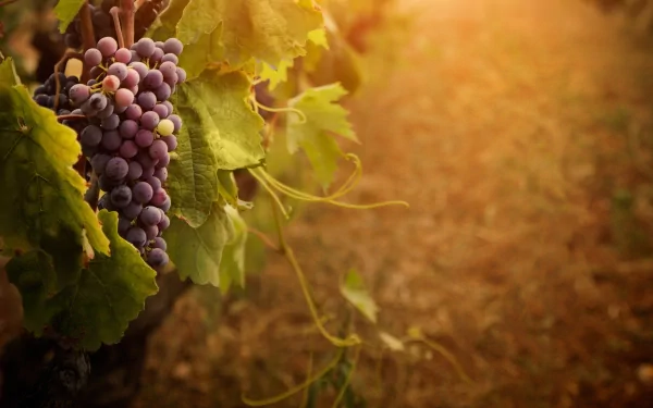 HD desktop wallpaper featuring a close-up of a grapevine with clusters of ripe purple grapes and lush leaves, bathed in warm sunlight.
