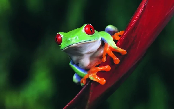 Vibrant red-eyed tree frog with bright orange toes perched on a red leaf, captured in sharp detail for an HD PC desktop wallpaper background.