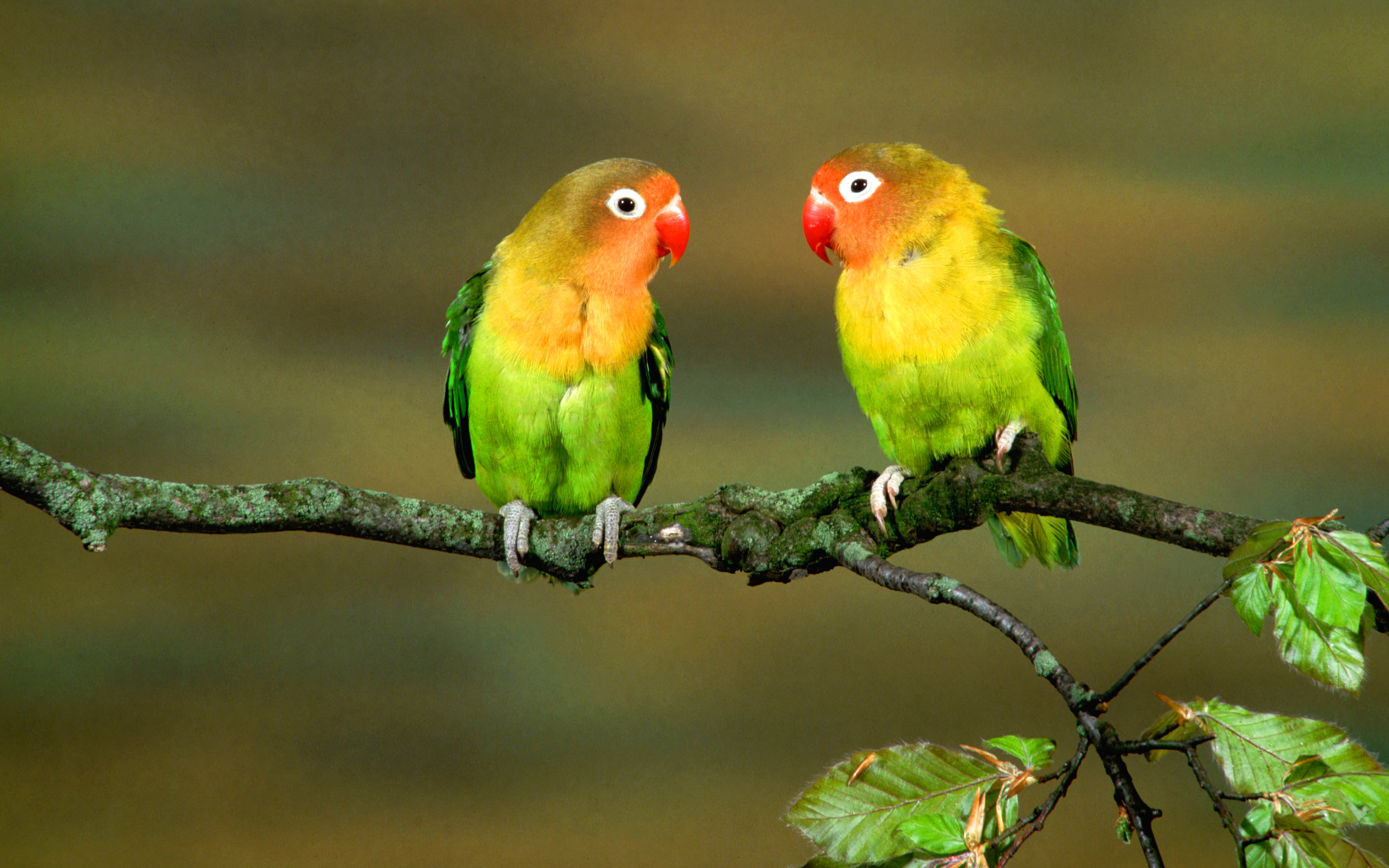 Animal Lovebird HD Wallpaper | Background Image