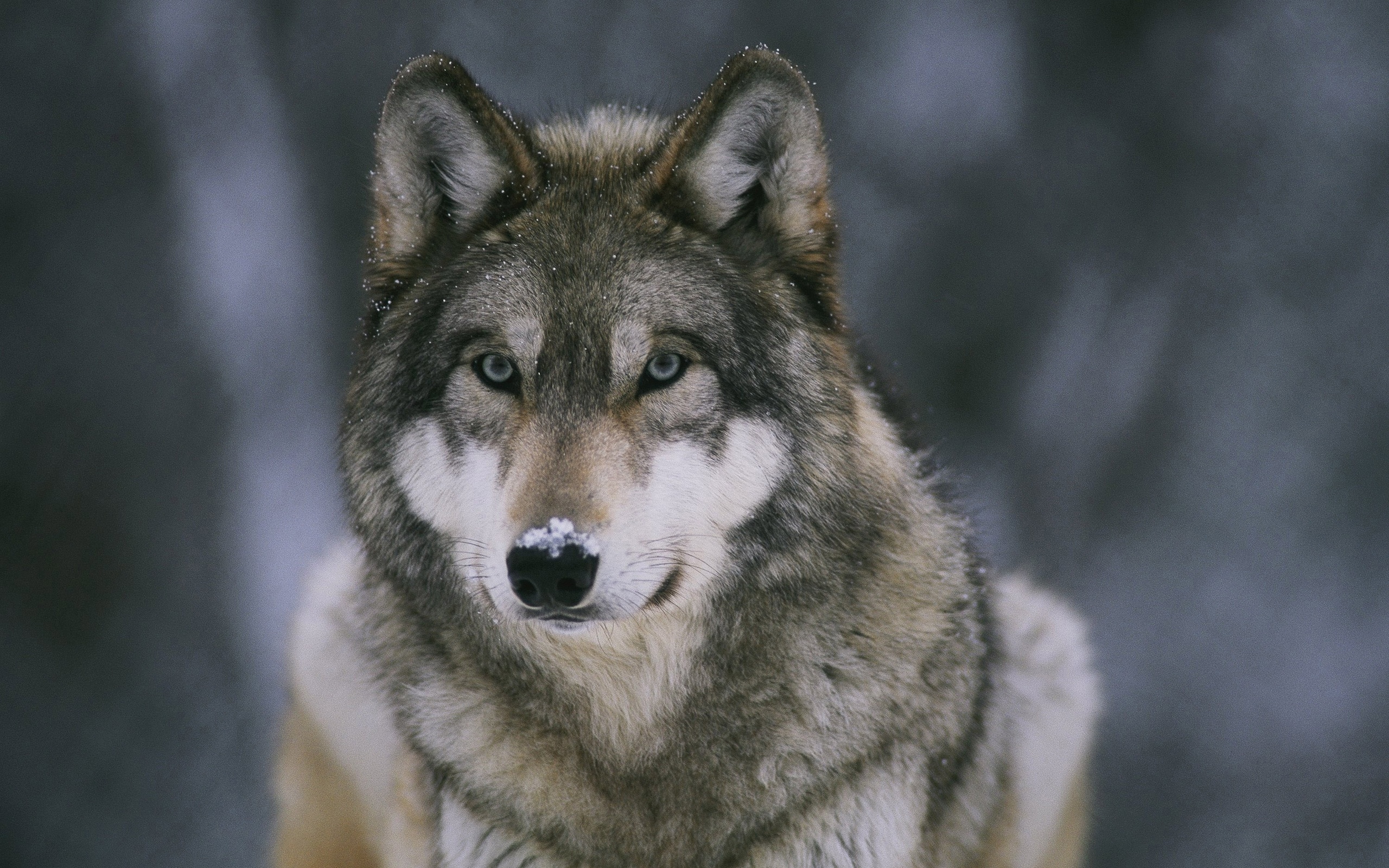 Wolf HD Wallpaper | Background Image | 2560x1600 | ID:335274
