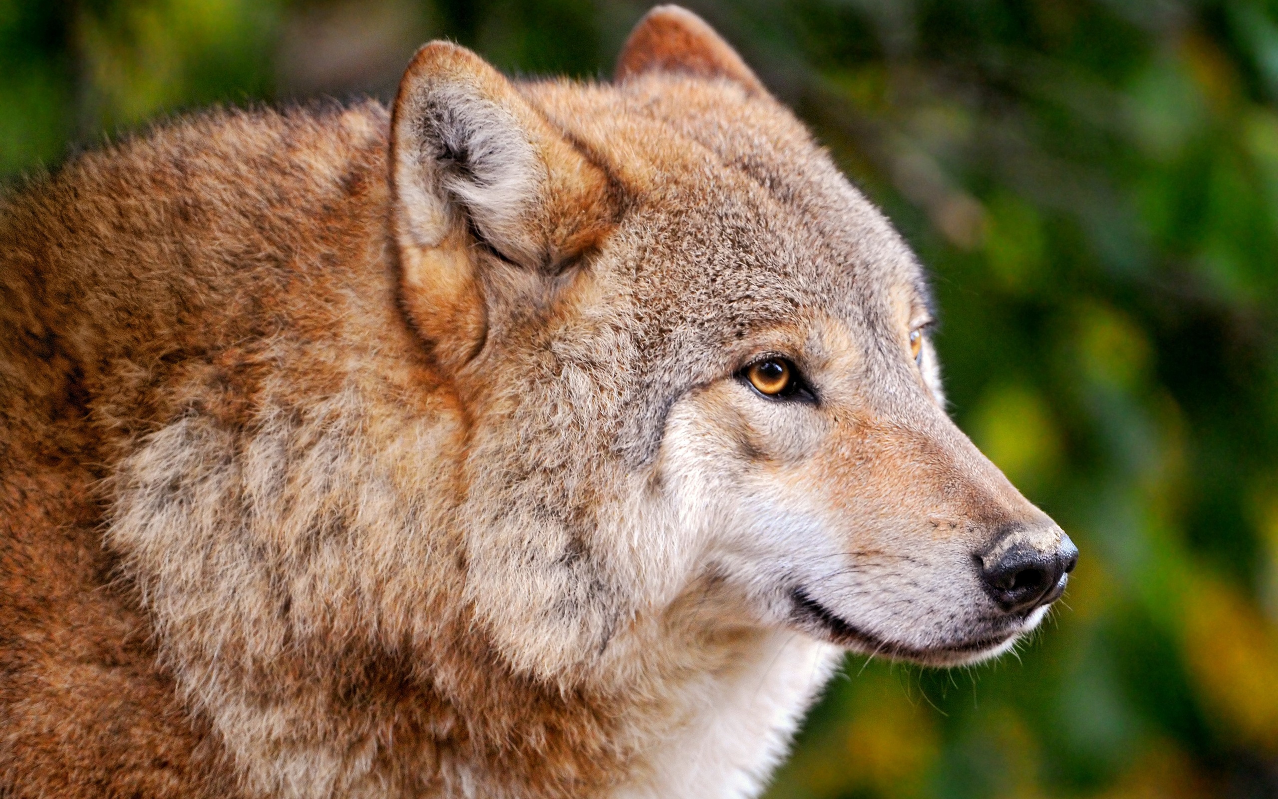 Majestic Wolf HD Wallpaper: A Stunning Animal Encounter