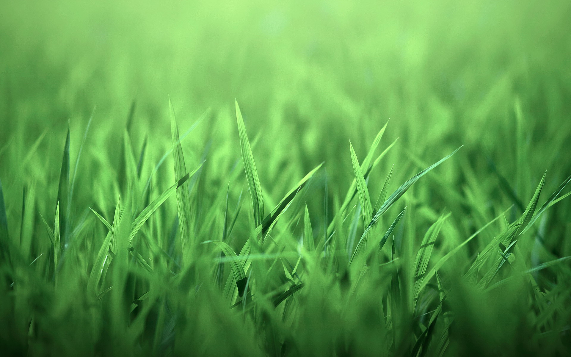 Download Nature Grass HD Wallpaper