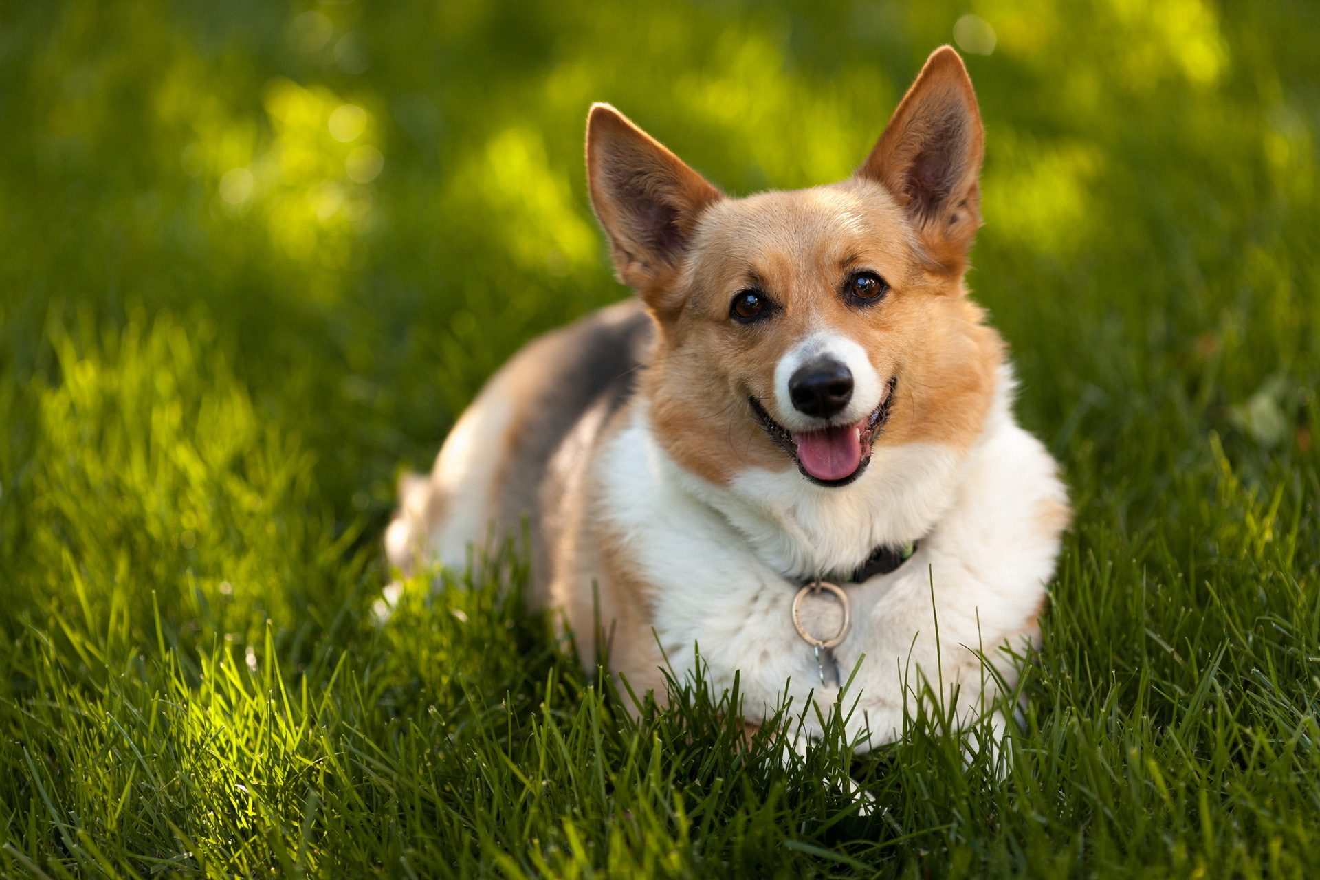 140+ Corgi HD Wallpapers and Backgrounds