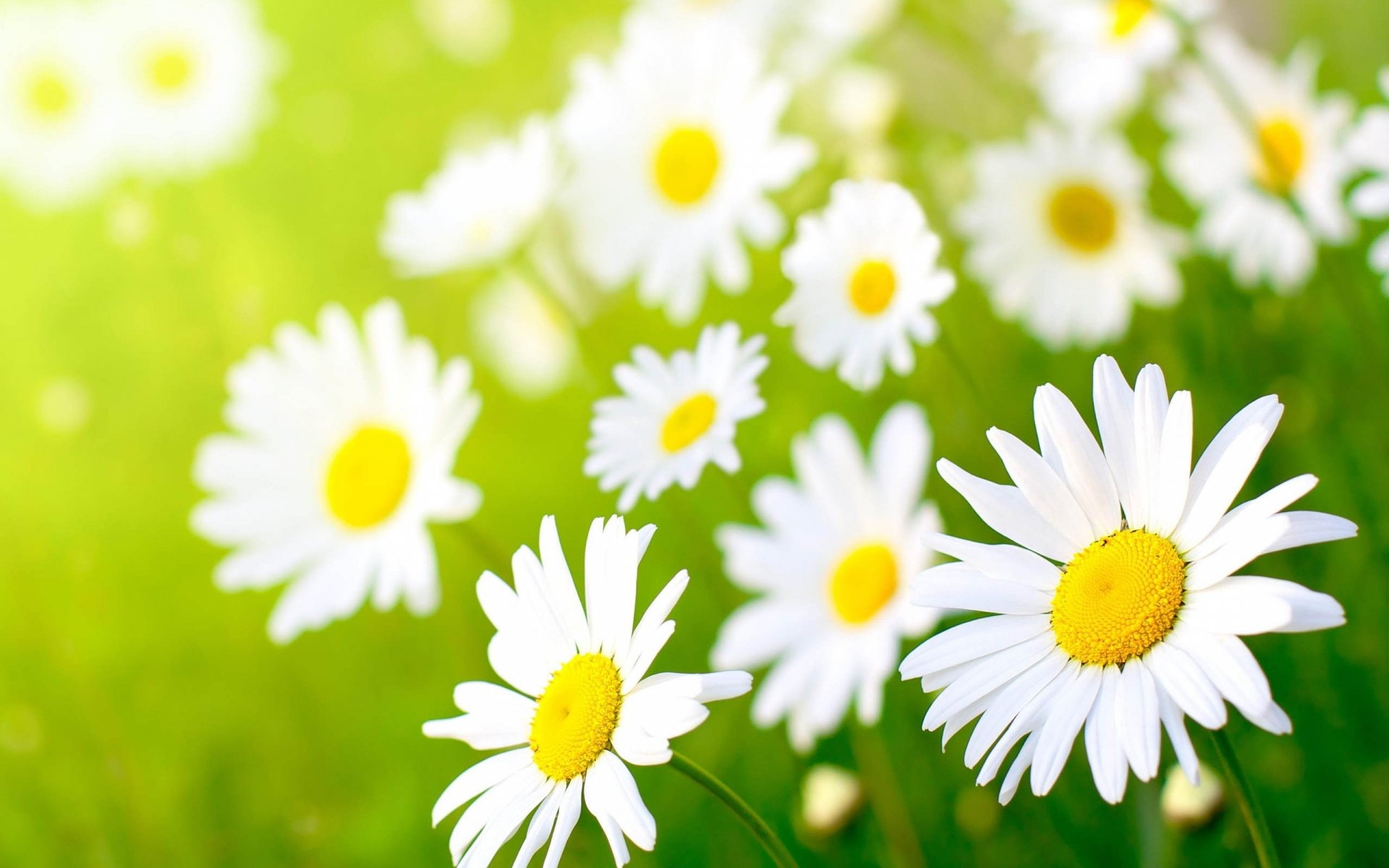 HD PC desktop wallpaper featuring a close-up of white daisies with yellow centers against a soft green natural background.