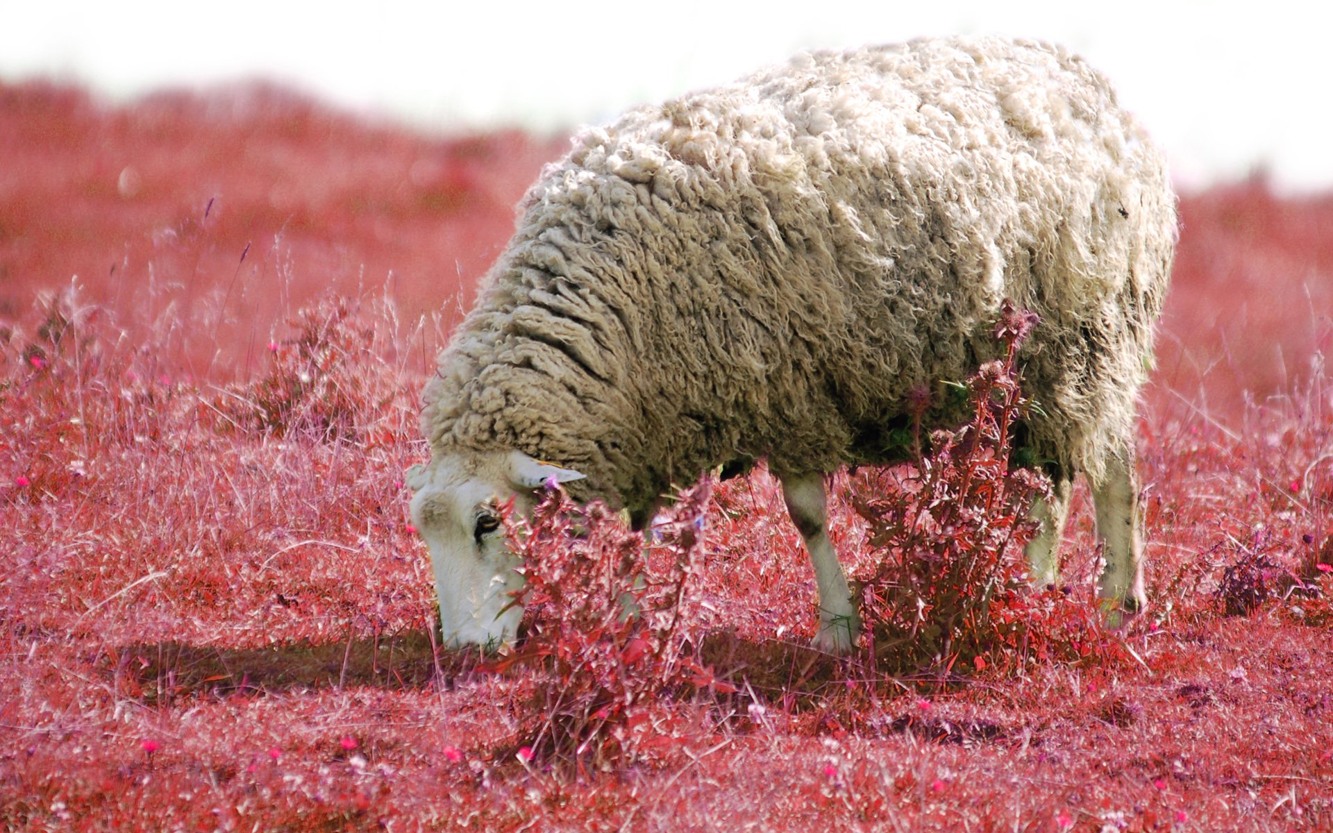 Moril-sheep artistic scene by Moril