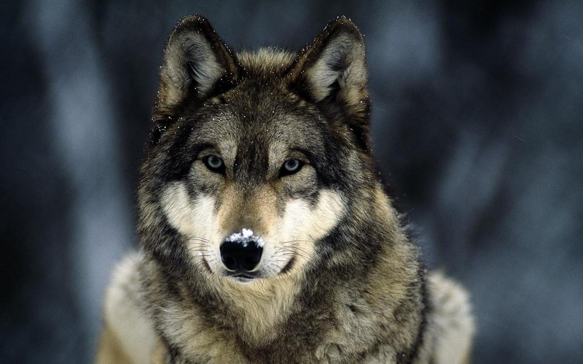 A striking HD desktop wallpaper featuring a majestic wolf with piercing eyes, set against a blurred, atmospheric background that enhances its wild allure.
